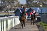 Bet 365 Maiden Plate